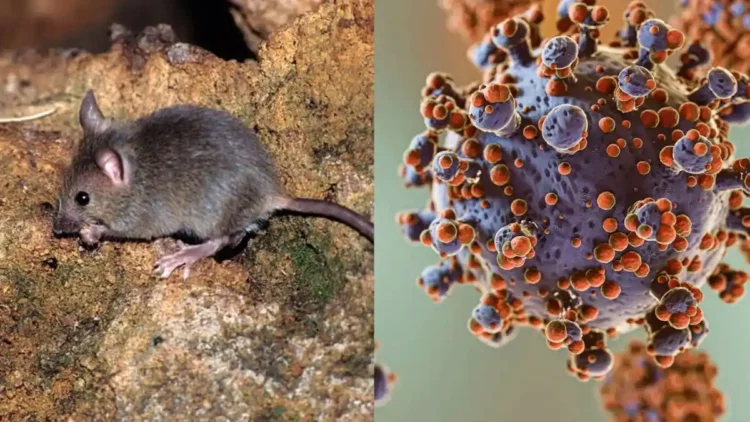 Hantavirus: el mapa de los 102 casos confirmados en el país y la incógnita del crucero que encendió las alarmas